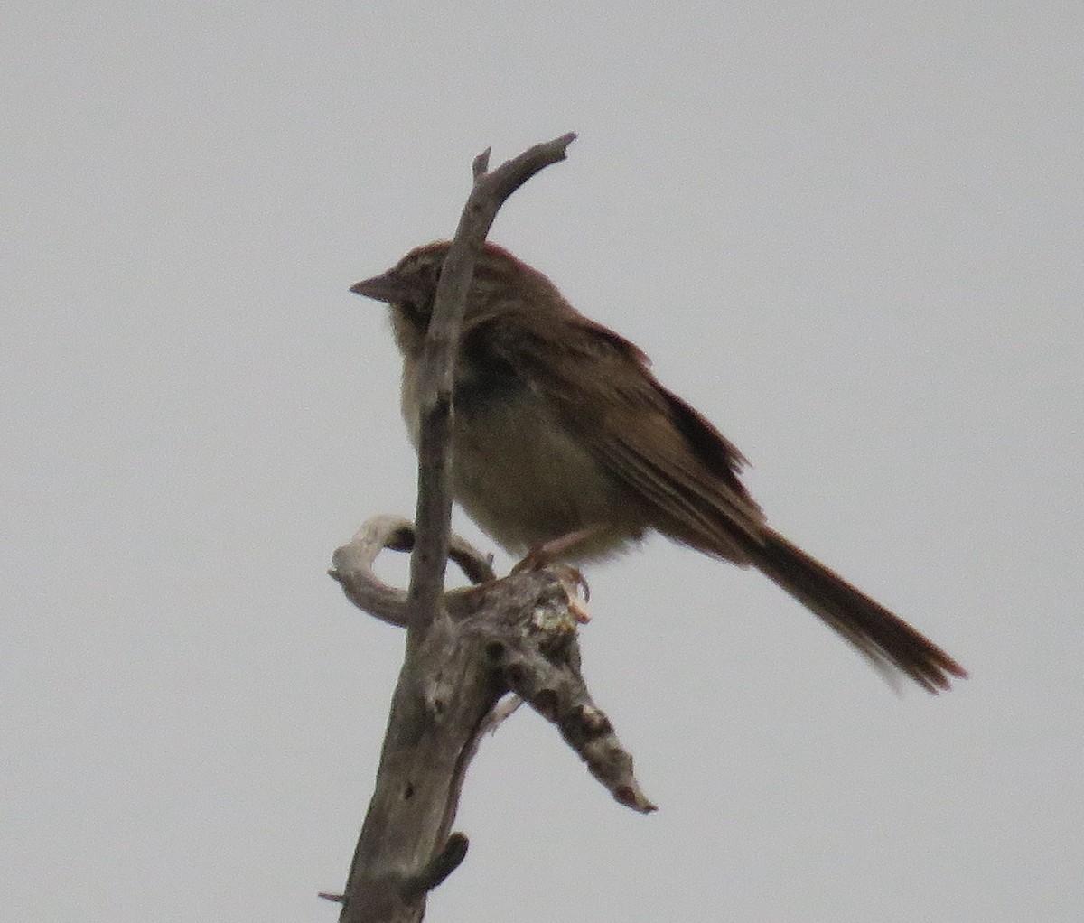 Rufous-crowned Sparrow - ML360386611