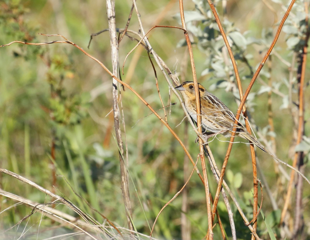 Nelson's Sparrow (Interior) - ML360386741