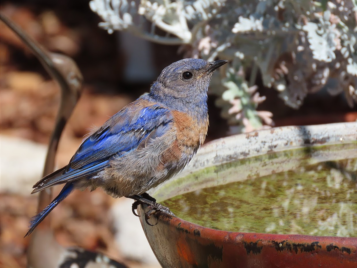 Western Bluebird - ML360387231