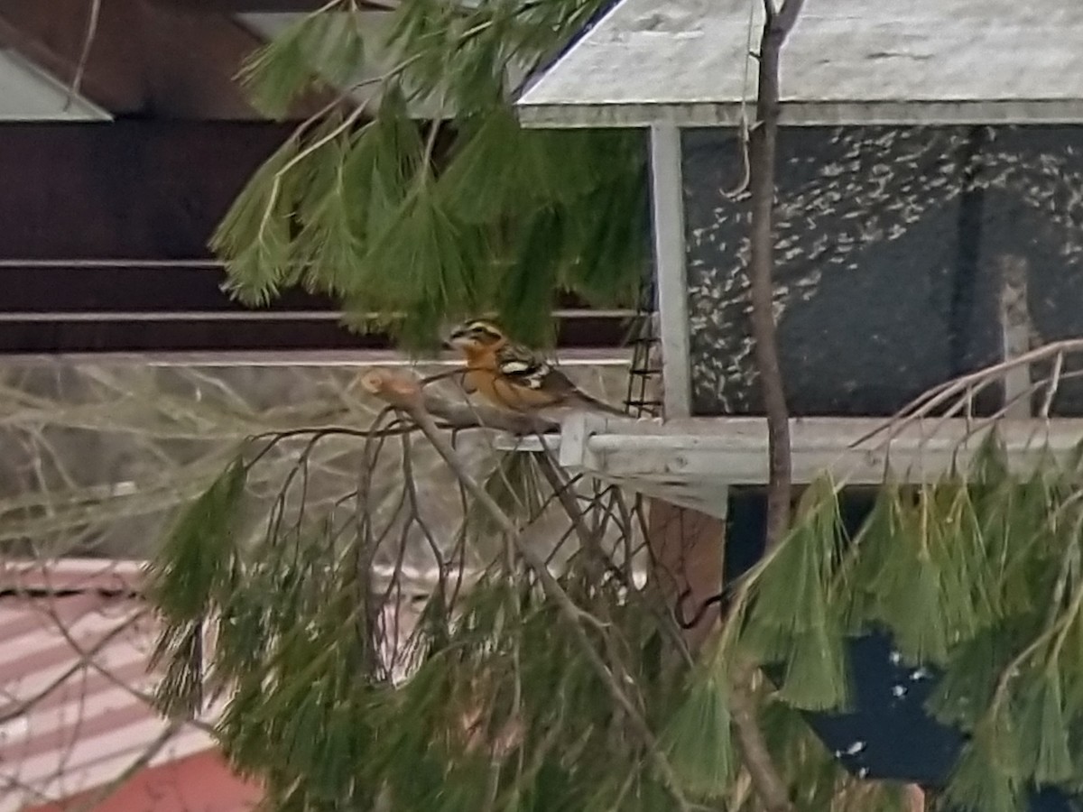 Black-headed Grosbeak - ML360390761