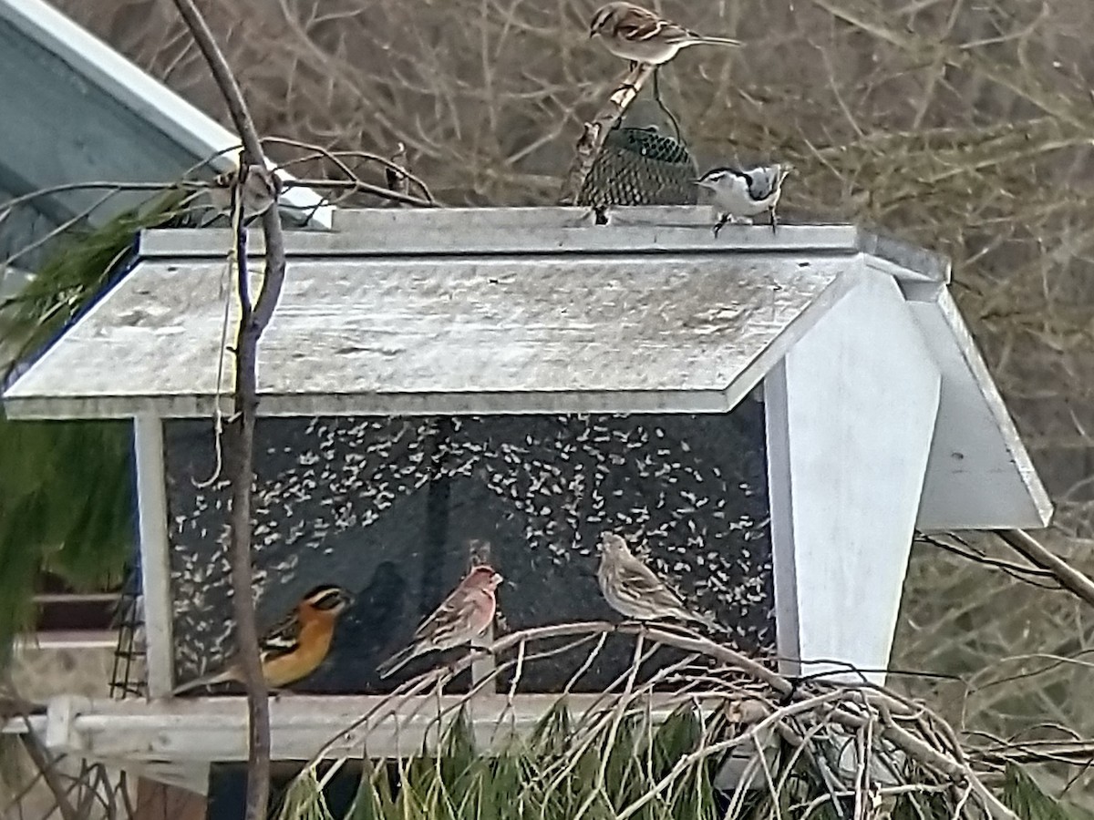 Black-headed Grosbeak - ML360390781