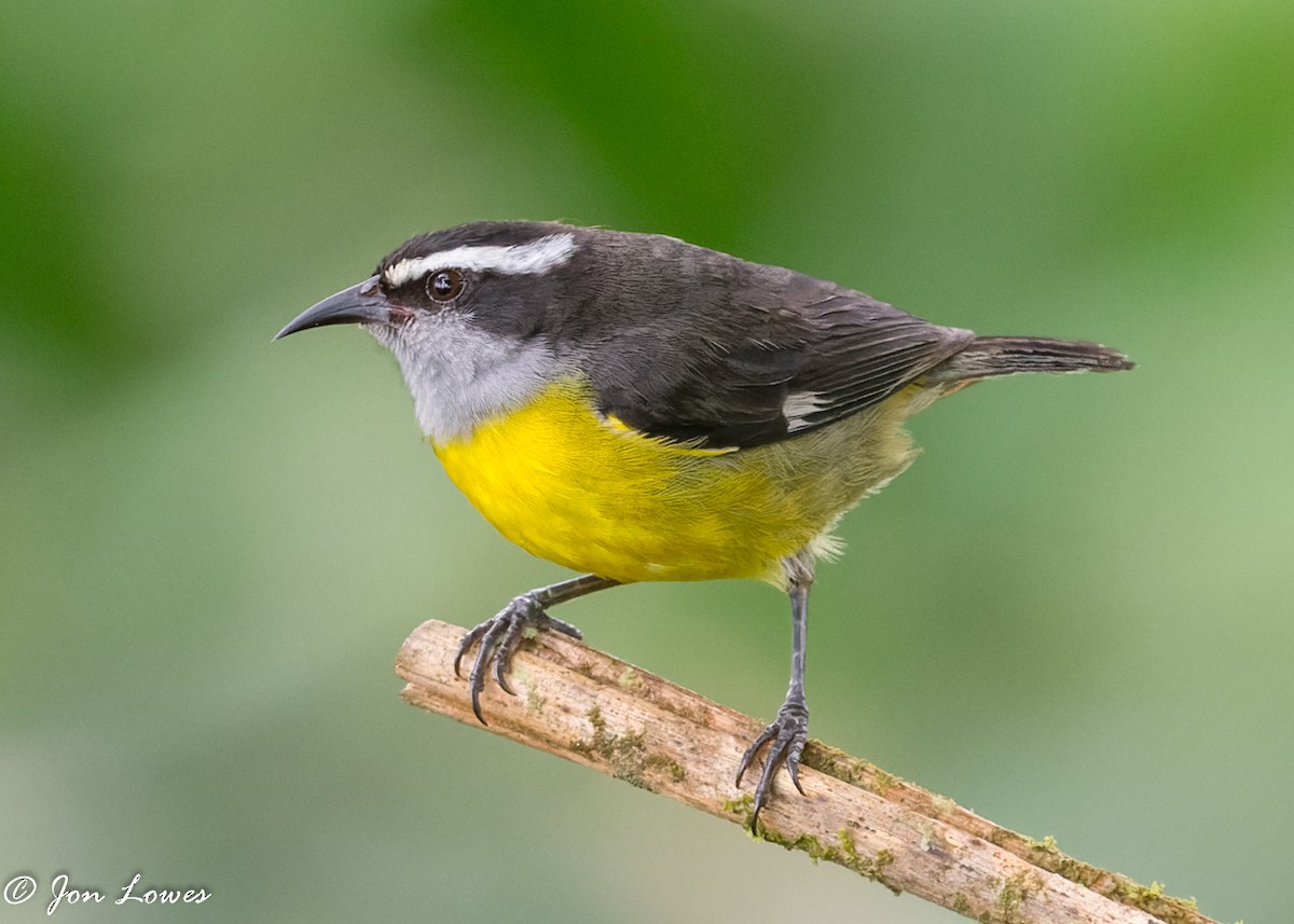 Bananaquit (Continental) - ML360391031