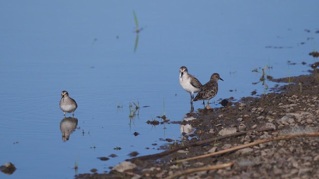 Western Sandpiper - ML360391631