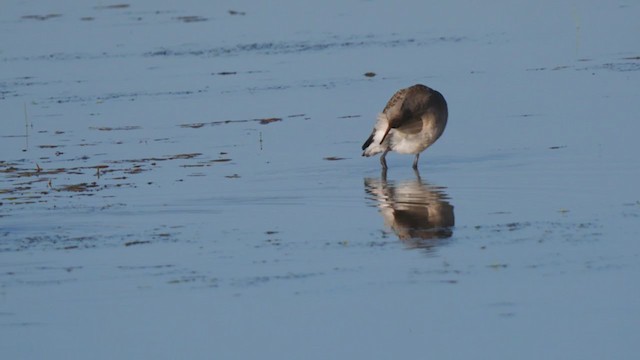 Hudsonian Godwit - ML360391641