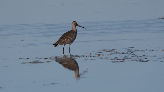 Hudsonian Godwit - ML360391801