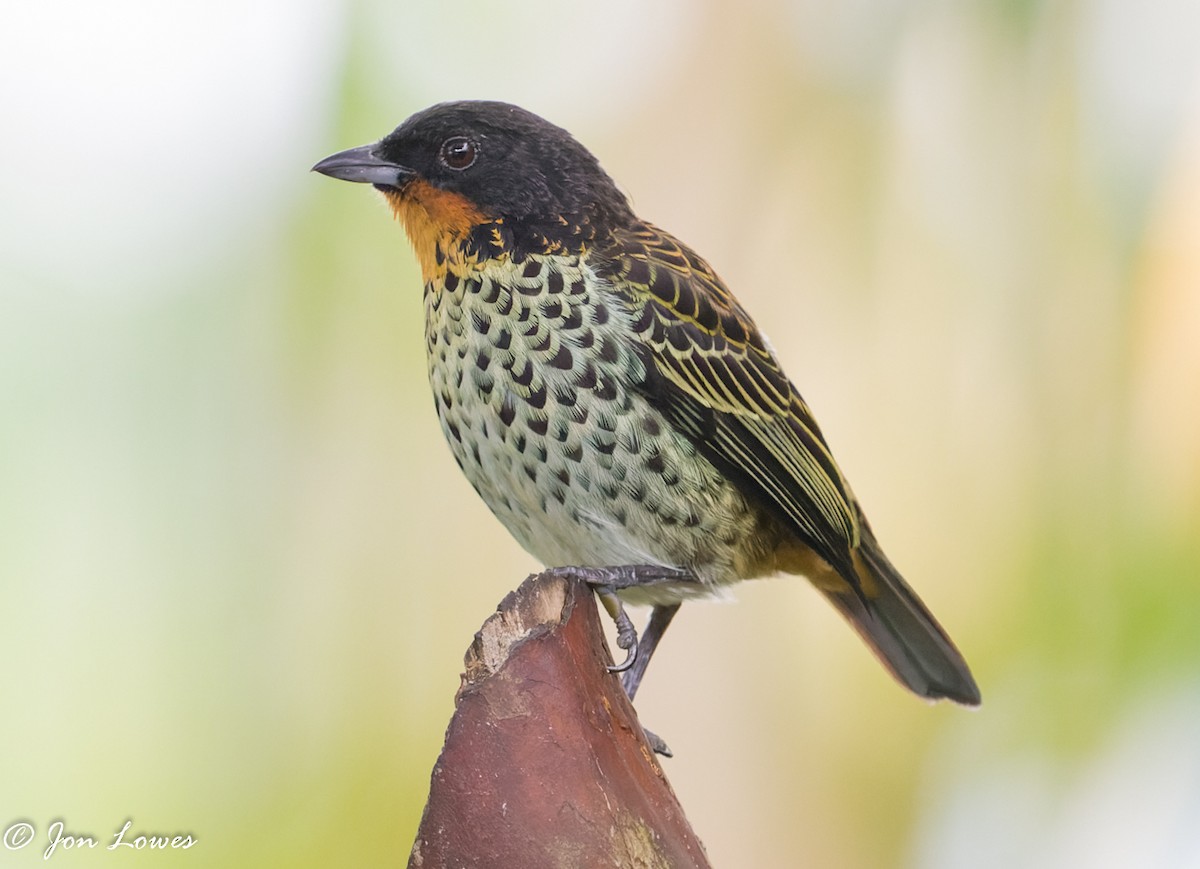 Rufous-throated Tanager - ML360391841
