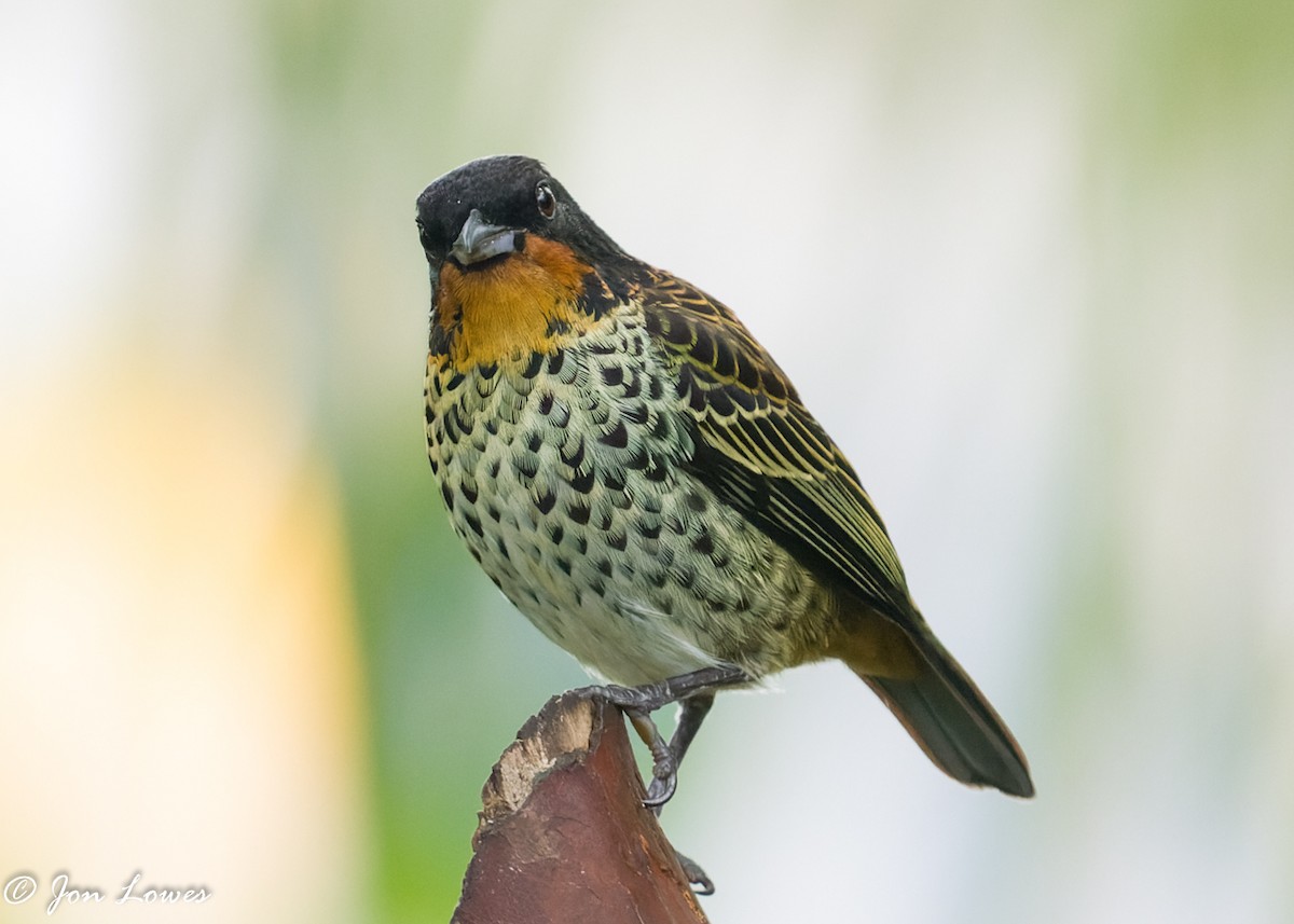Rufous-throated Tanager - ML360391851