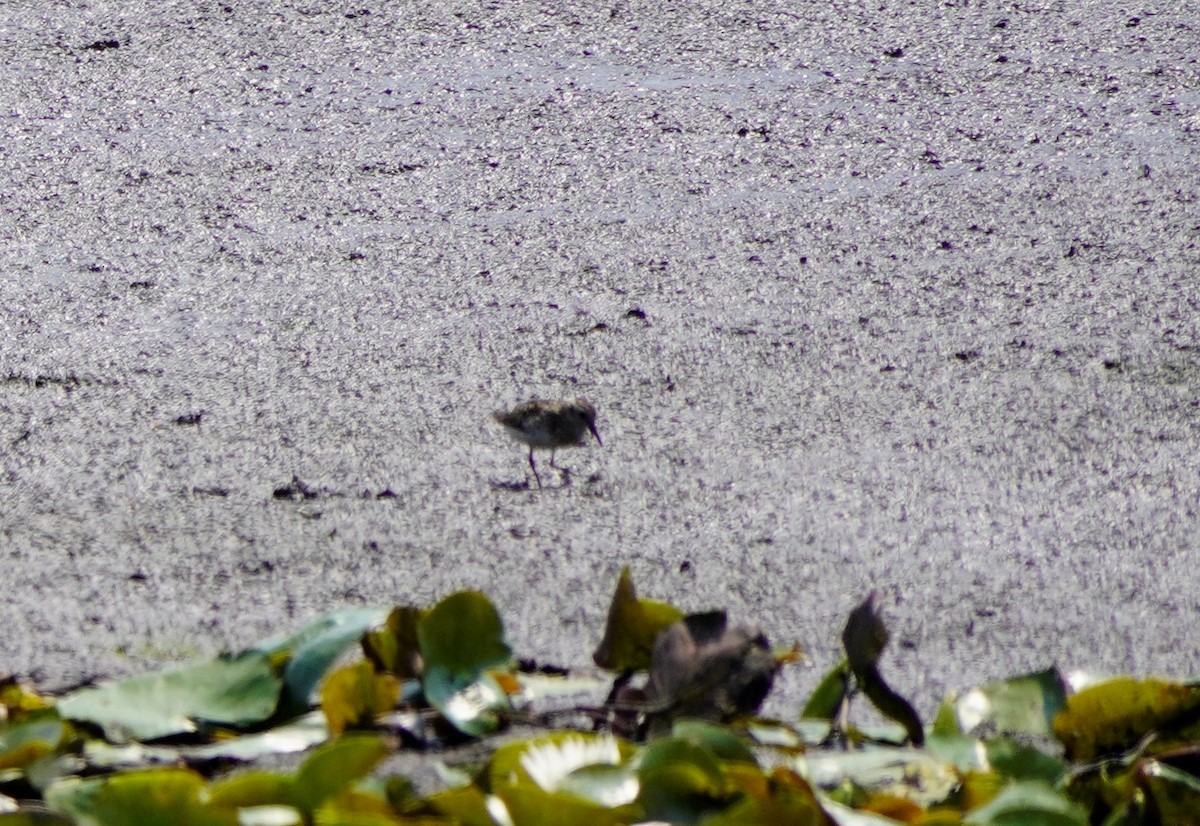 ub. vader (Charadriiformes sp.) - ML360392771