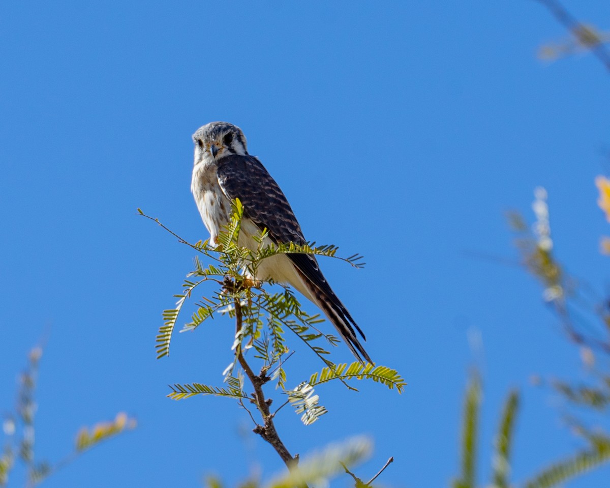 American Kestrel (South American) - ML360393061