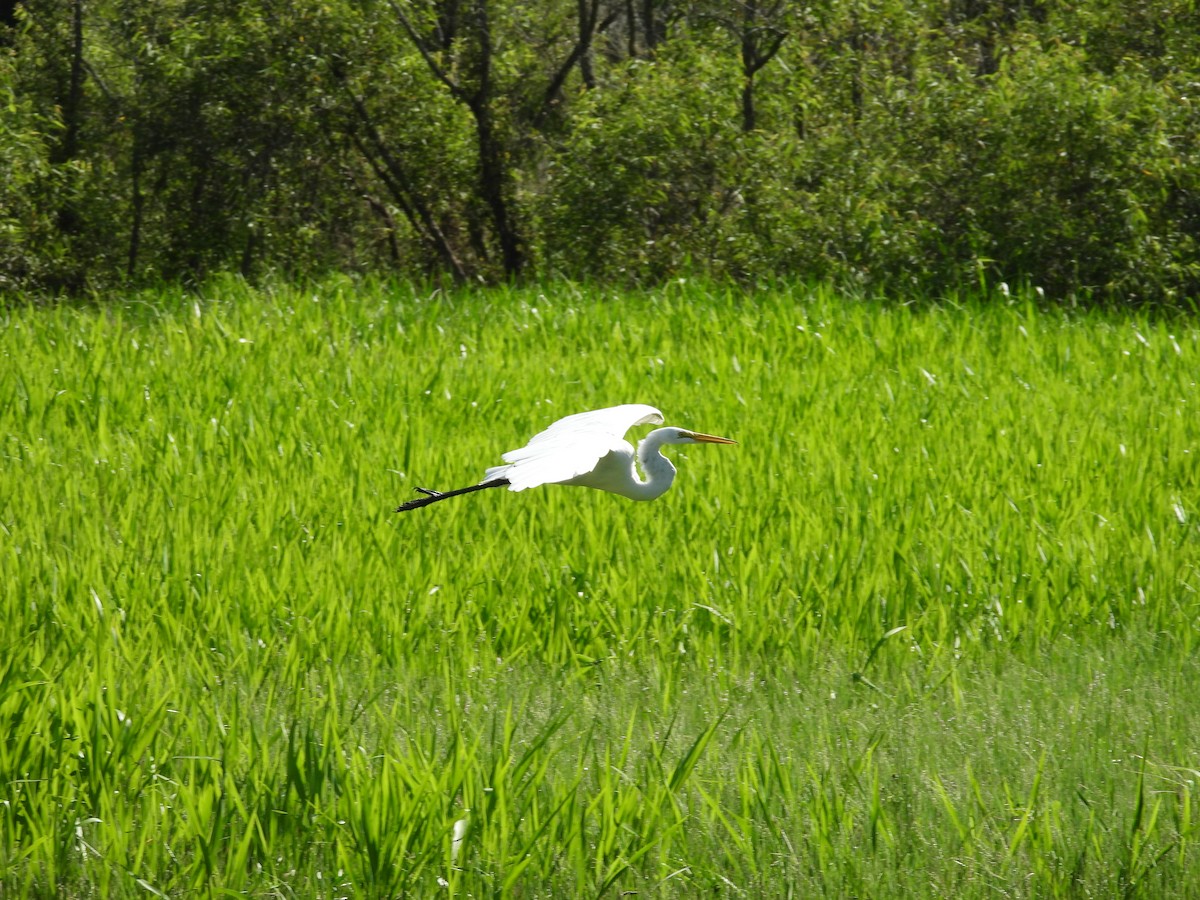 Great Egret - John  Paalvast