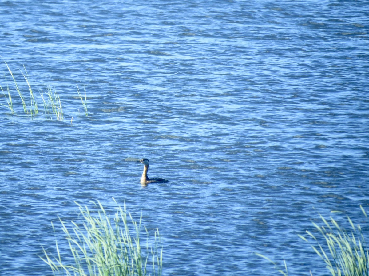 Red-necked Grebe - ML360395031