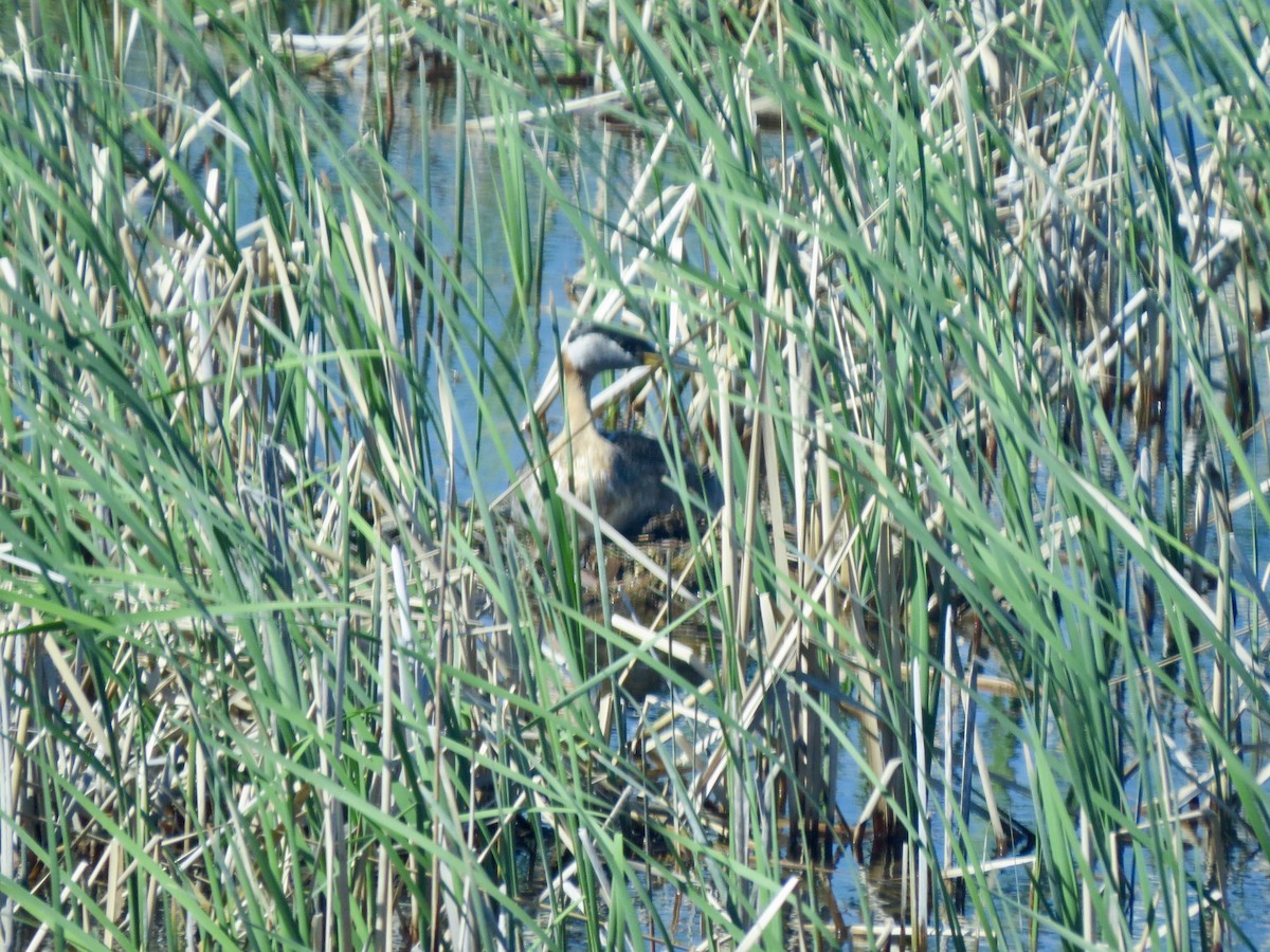 Red-necked Grebe - ML360395041