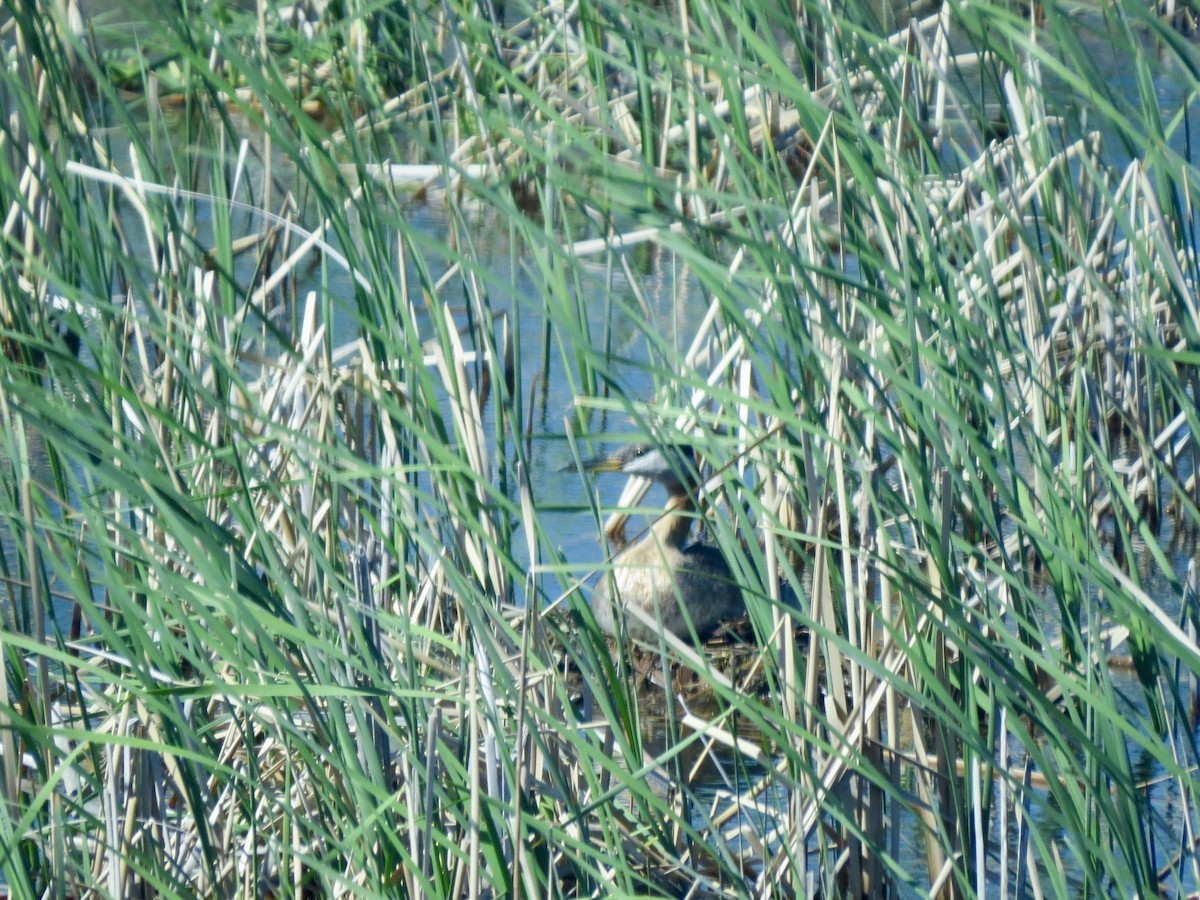 Red-necked Grebe - ML360395051