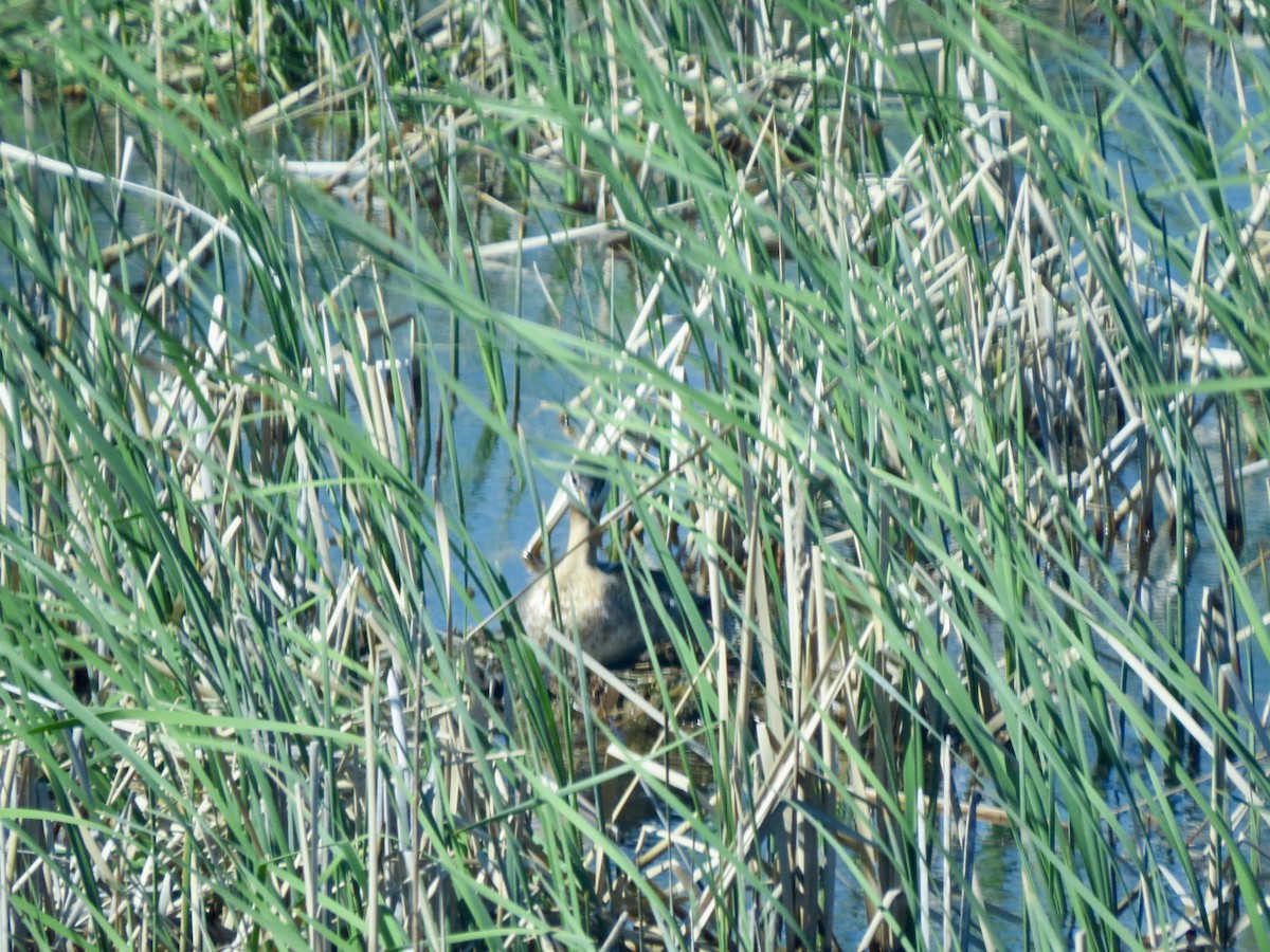 Red-necked Grebe - ML360395071