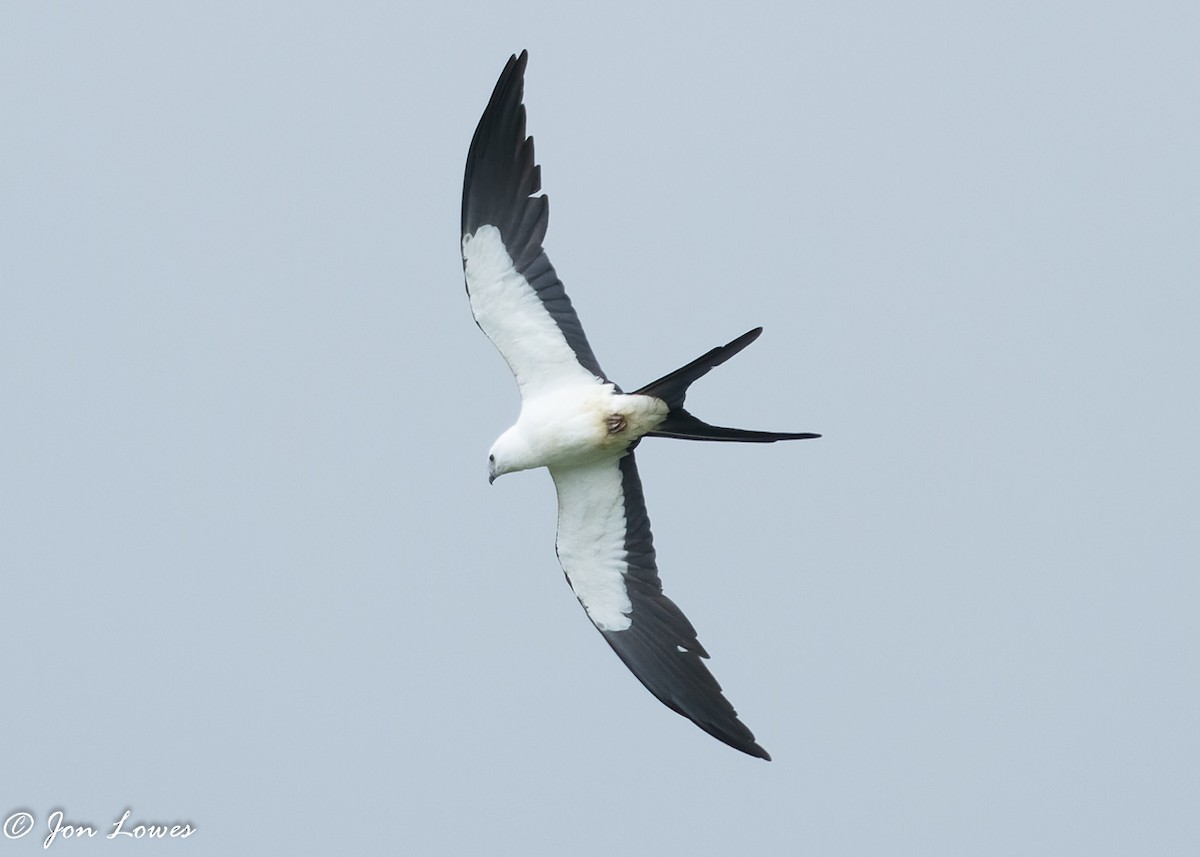 Swallow-tailed Kite - ML360395511
