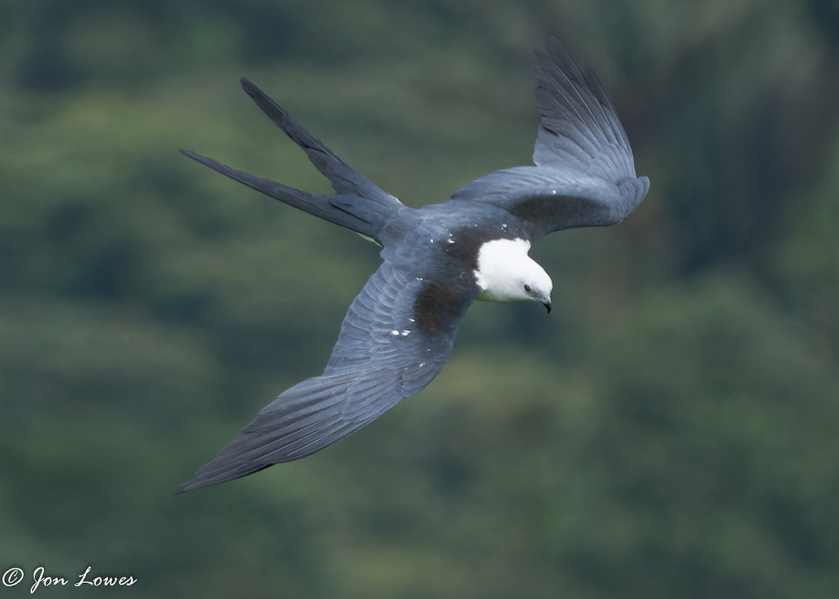 Swallow-tailed Kite - ML360395551