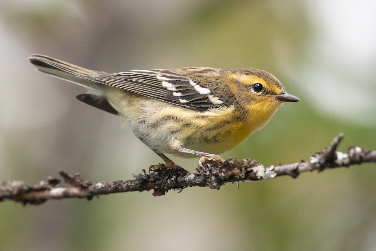 Blackburnian Warbler - ML360395911