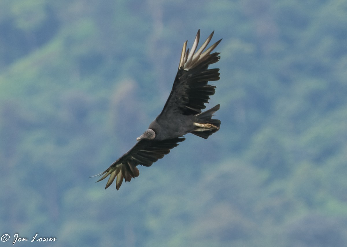 Black Vulture - ML360396441
