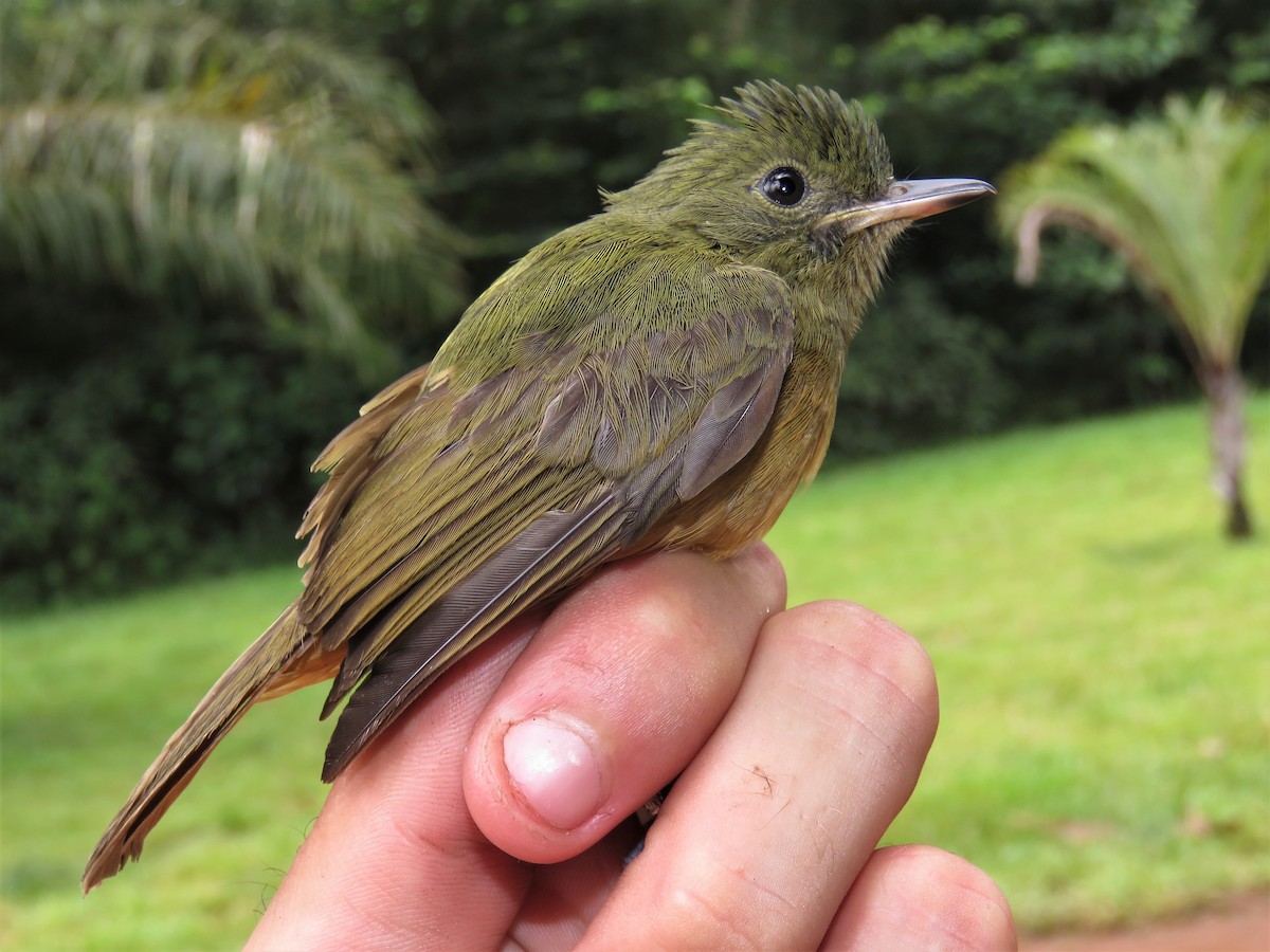 McConnell's Flycatcher - ML360396481