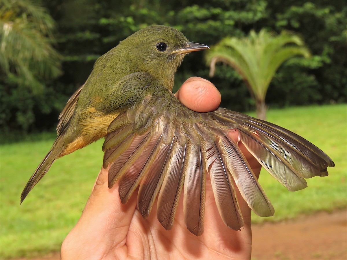 McConnell's Flycatcher - ML360396551