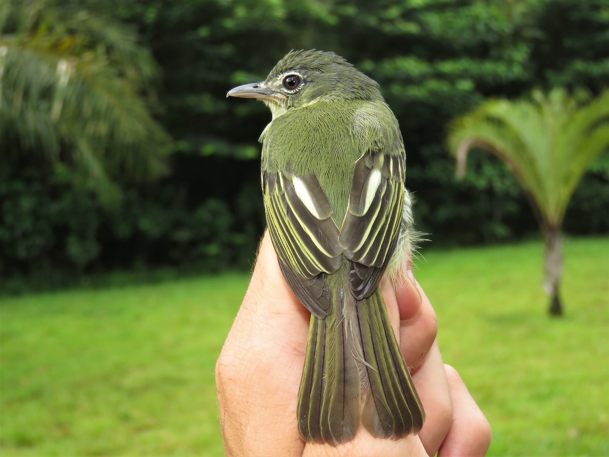Yellow-margined Flatbill (examinatus) - ML360397041