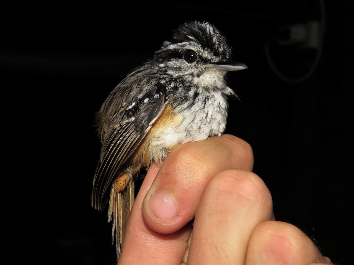 Guianan Warbling-Antbird - Hugo Foxonet