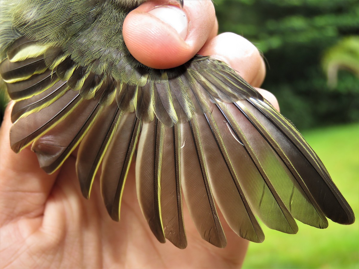 Yellow-margined Flatbill (examinatus) - ML360397321