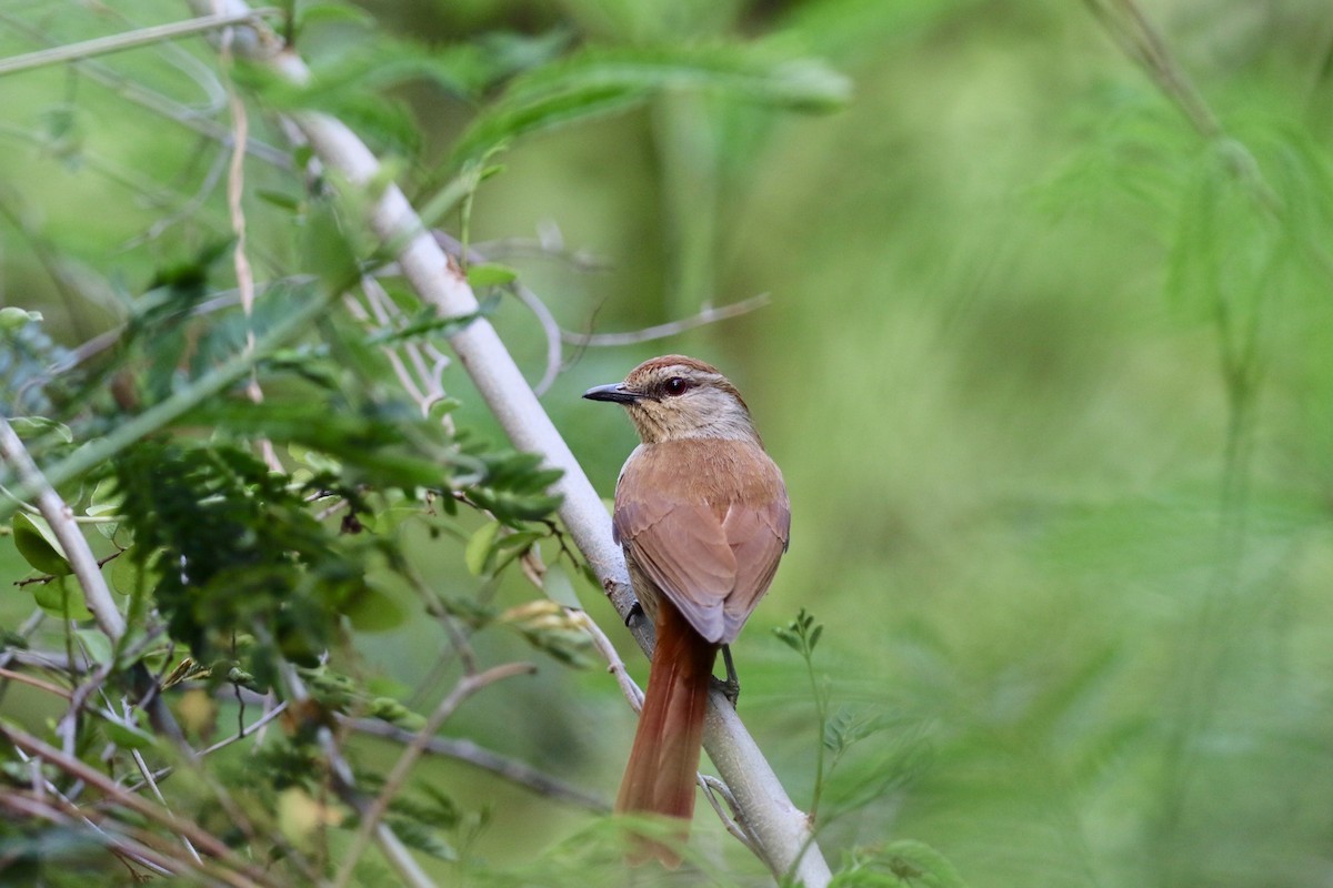 Rufous-tailed Palm-Thrush - ML360397891