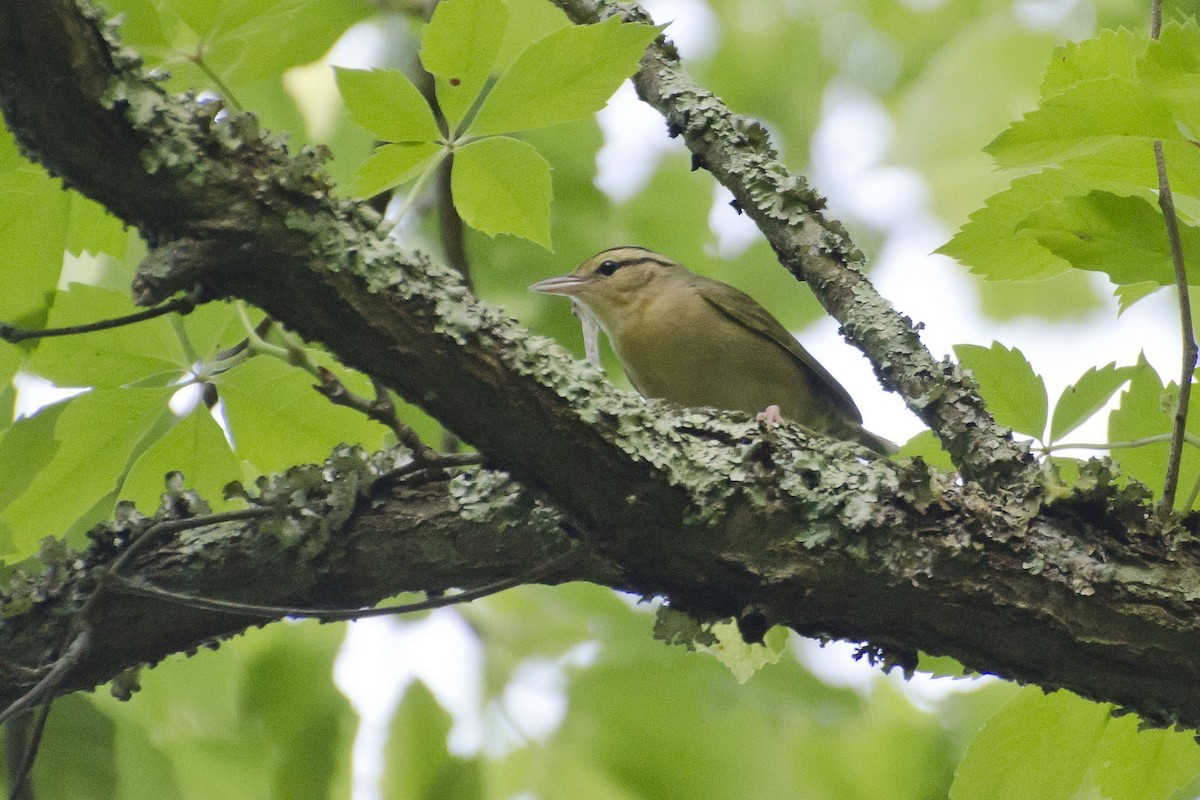 Worm-eating Warbler - ML36040161