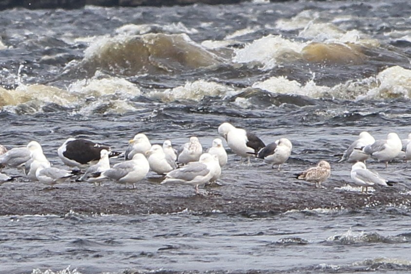 Lesser Black-backed Gull - ML360402561