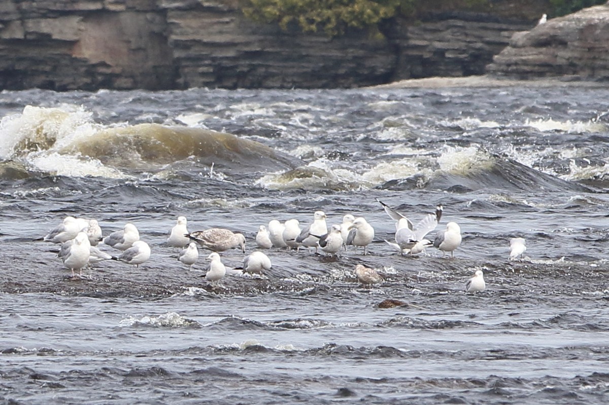 Lesser Black-backed Gull - ML360402621