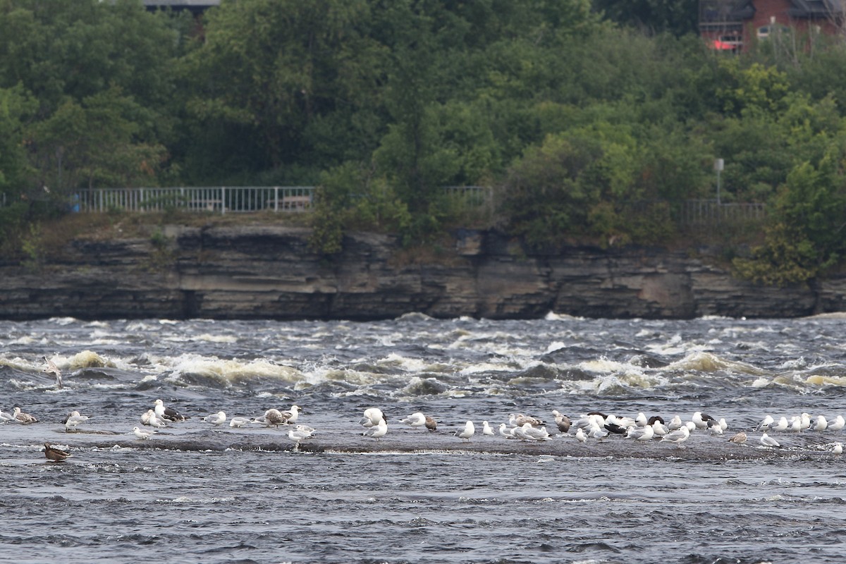 Lesser Black-backed Gull - ML360402661