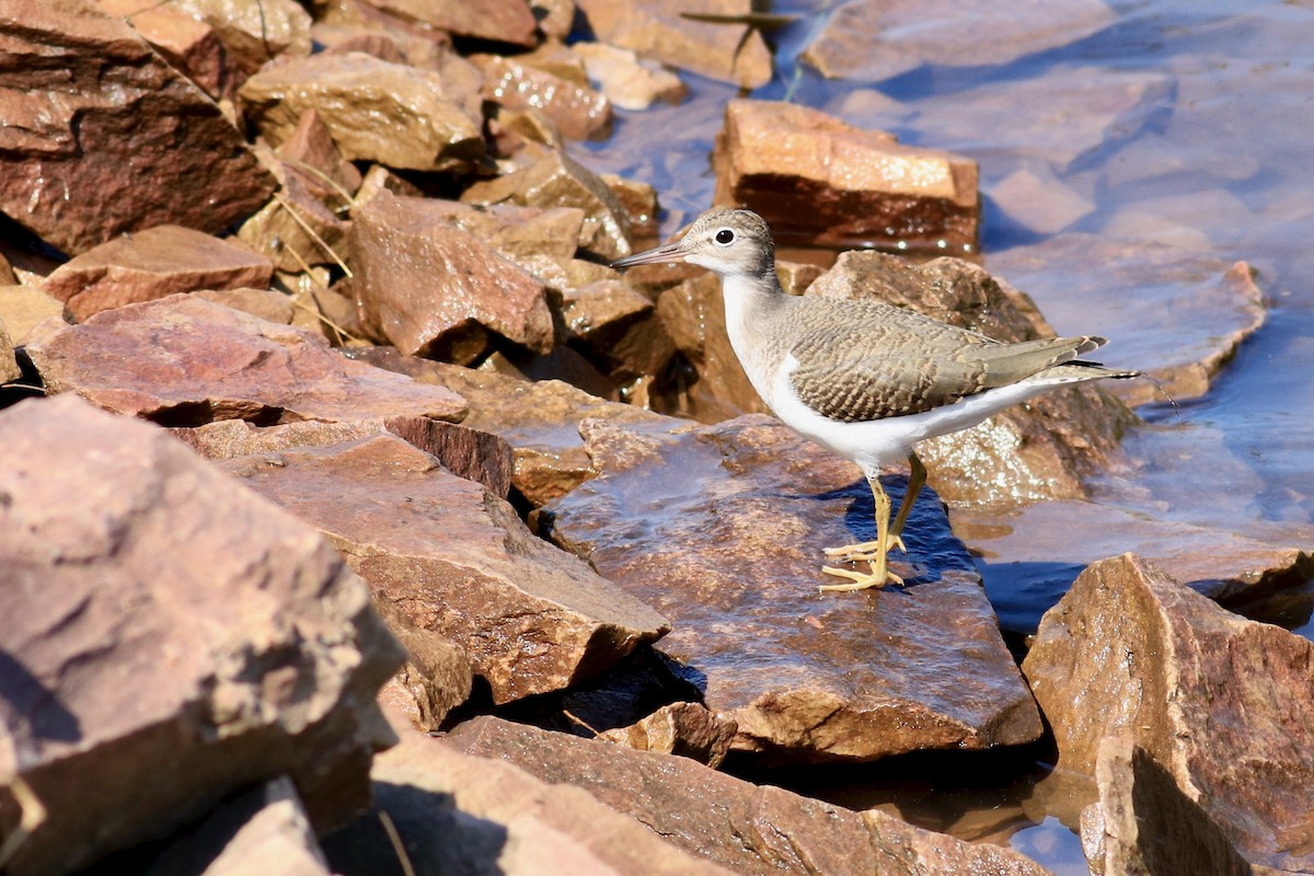 Spotted Sandpiper - George Forsyth