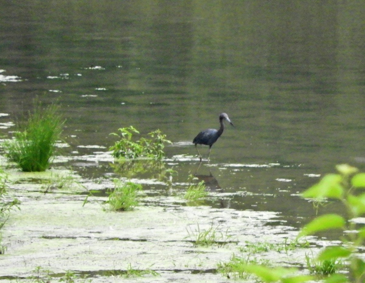 Little Blue Heron - Sabrena Boekell