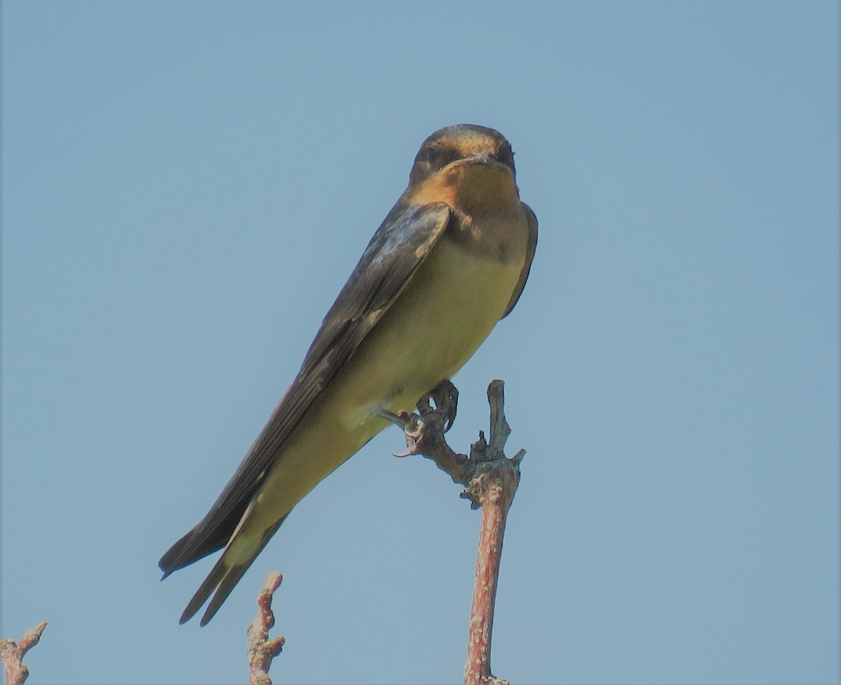 Barn Swallow (American) - ML360406471