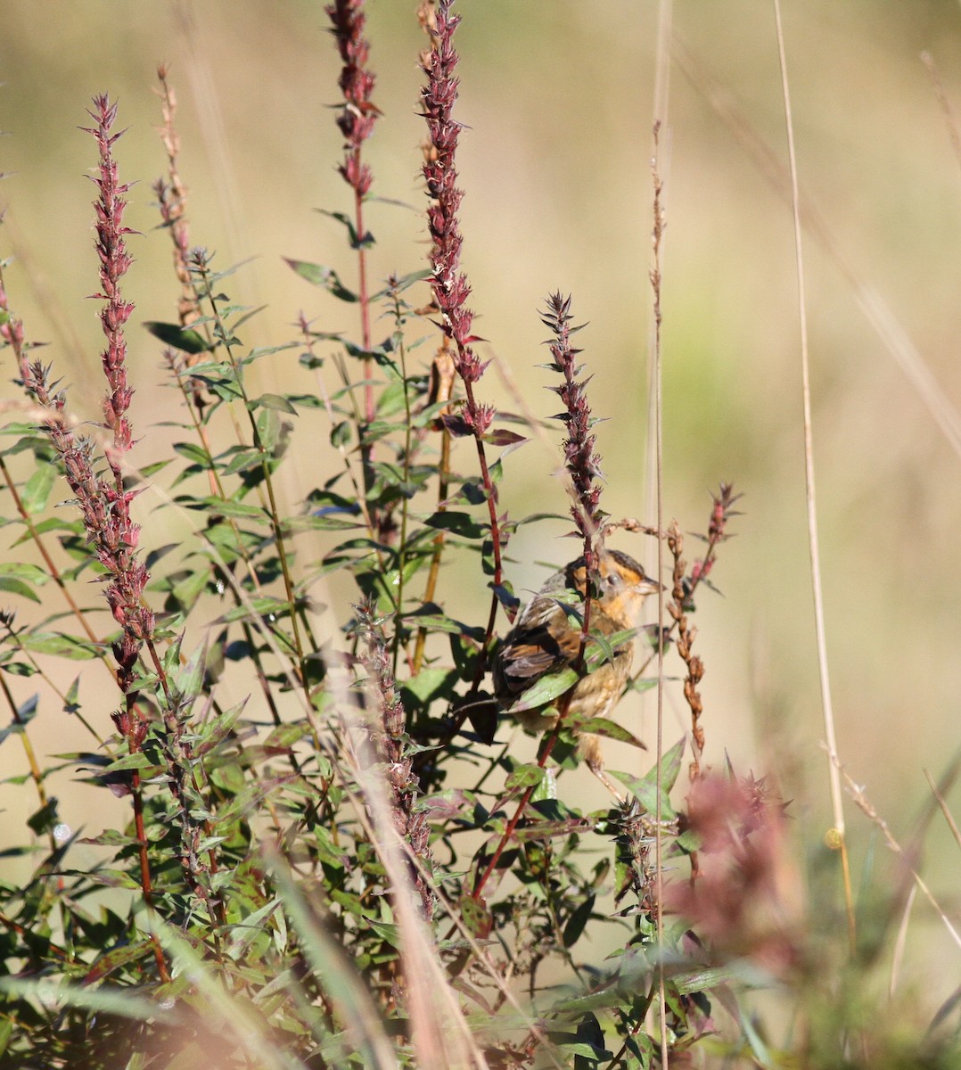 Nelson's Sparrow (Interior) - Greg Ward