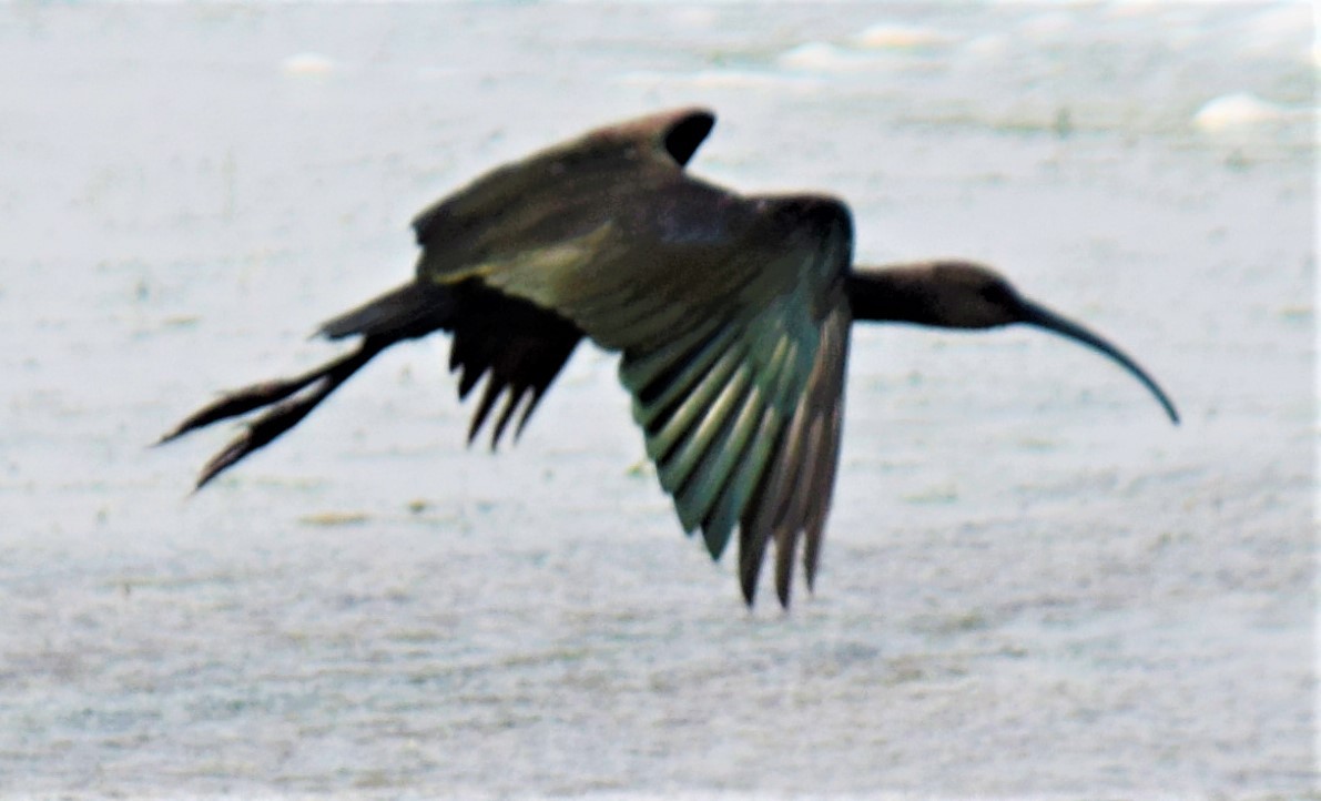 ibis americký - ML360408981