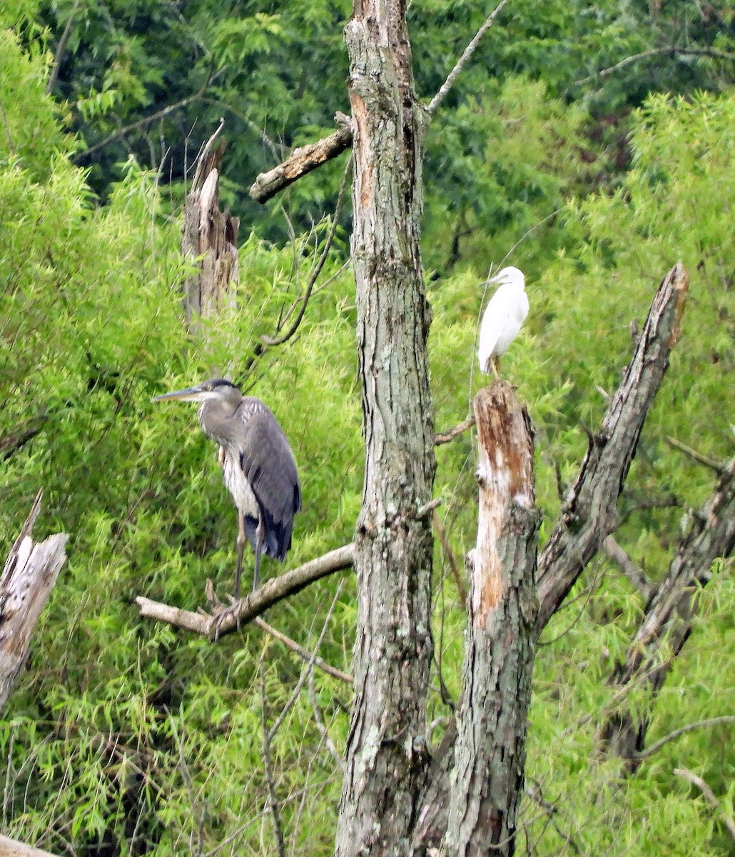 Little Blue Heron - ML360410101