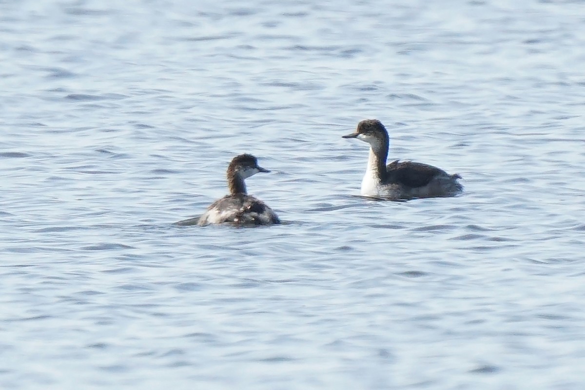 Eared Grebe - ML360410111