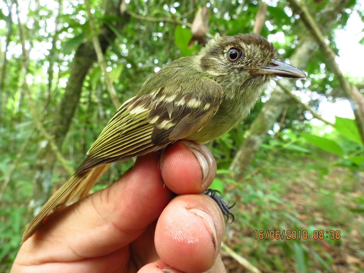 Sepia-capped Flycatcher - ML360413421