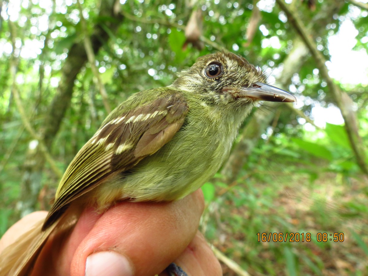 Sepia-capped Flycatcher - ML360413761