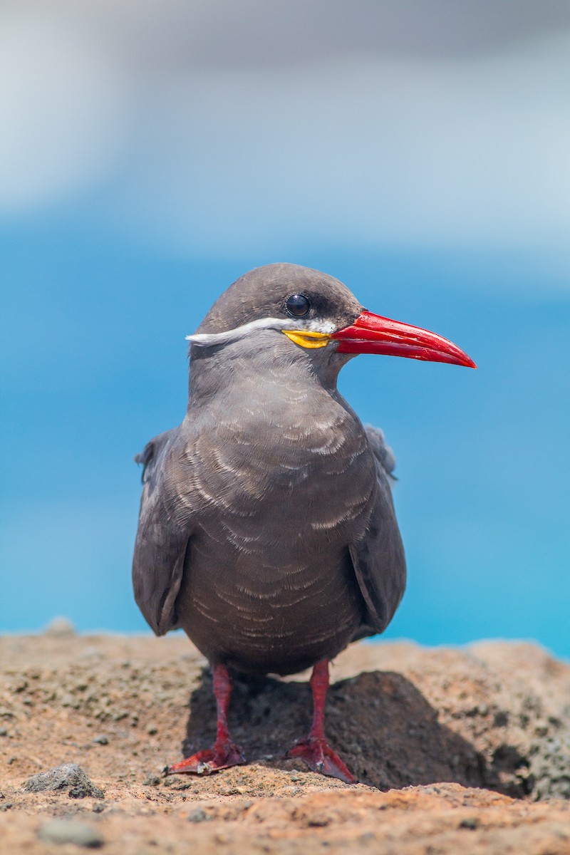 Inca Tern - David Brock