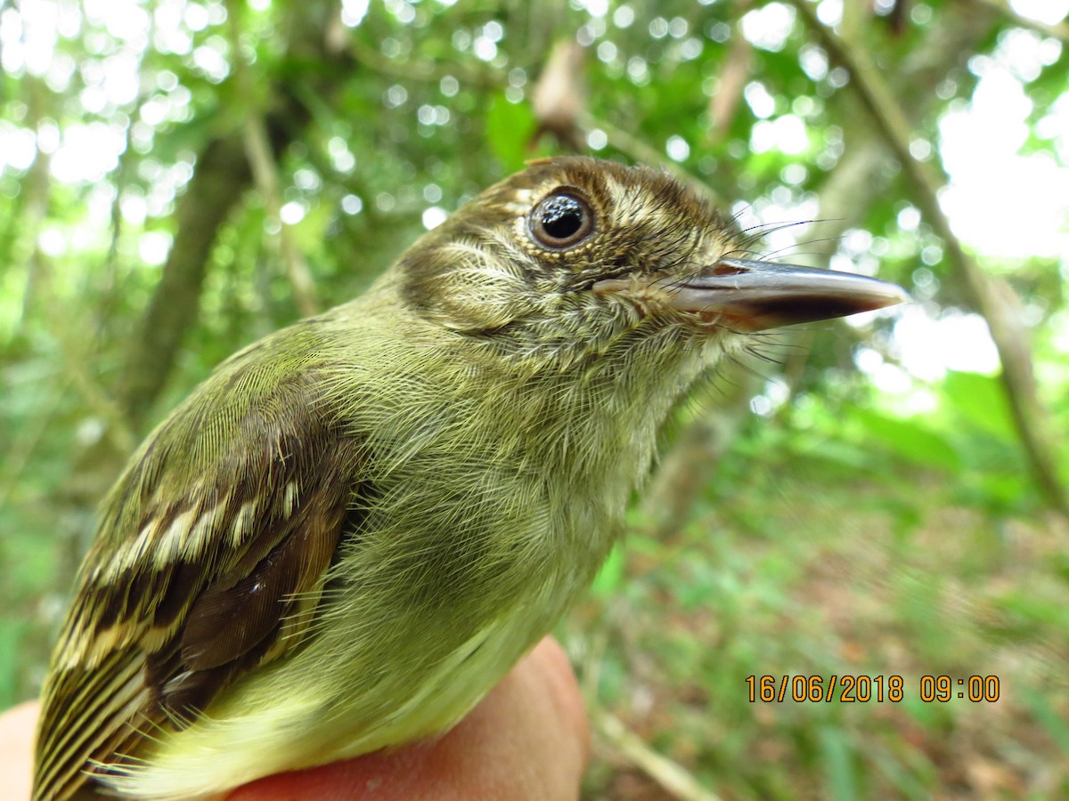 Sepia-capped Flycatcher - Alexis Araujo Quintero