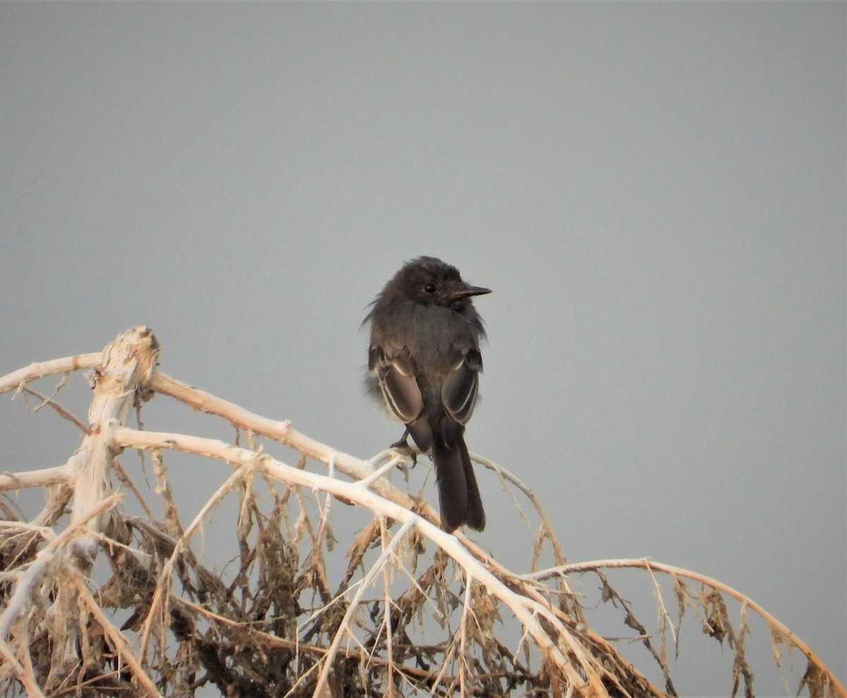 Black Phoebe - ML360415471