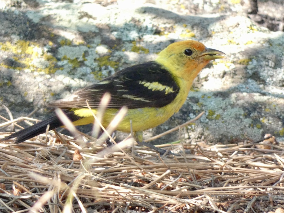 Western Tanager - ML360416971