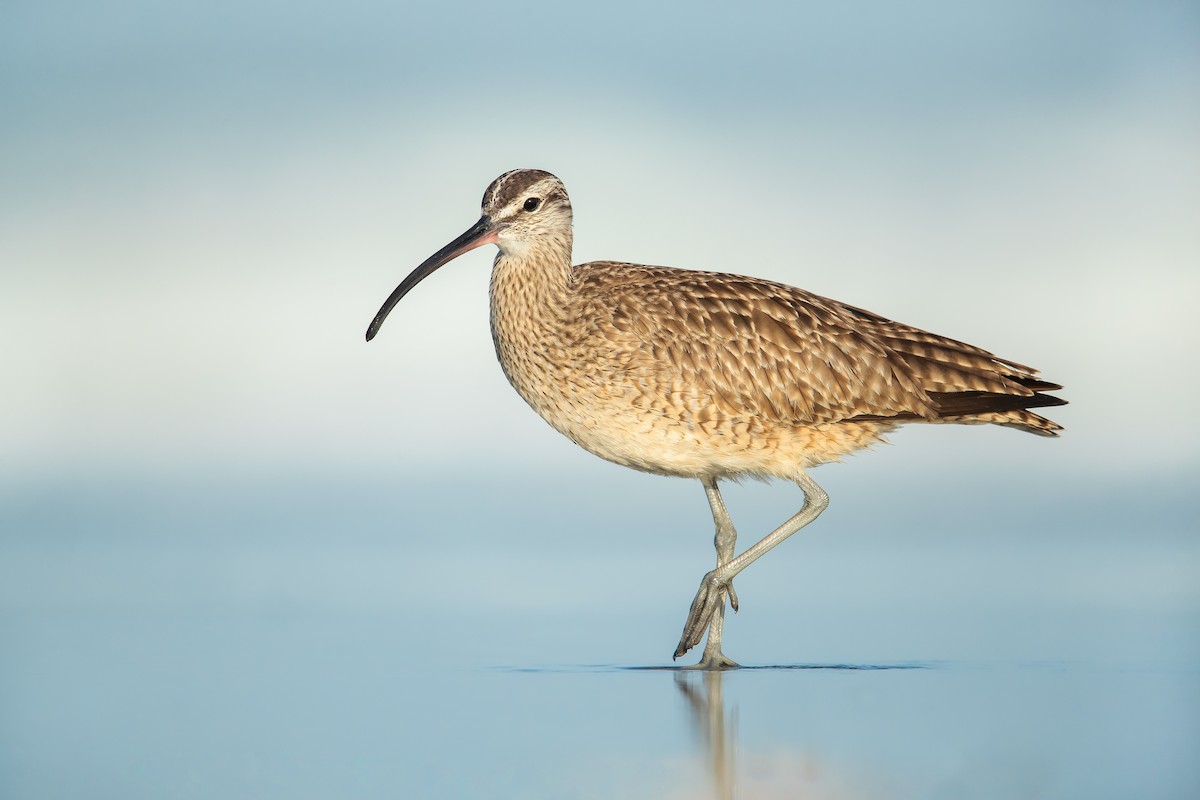 Whimbrel - ML360418761