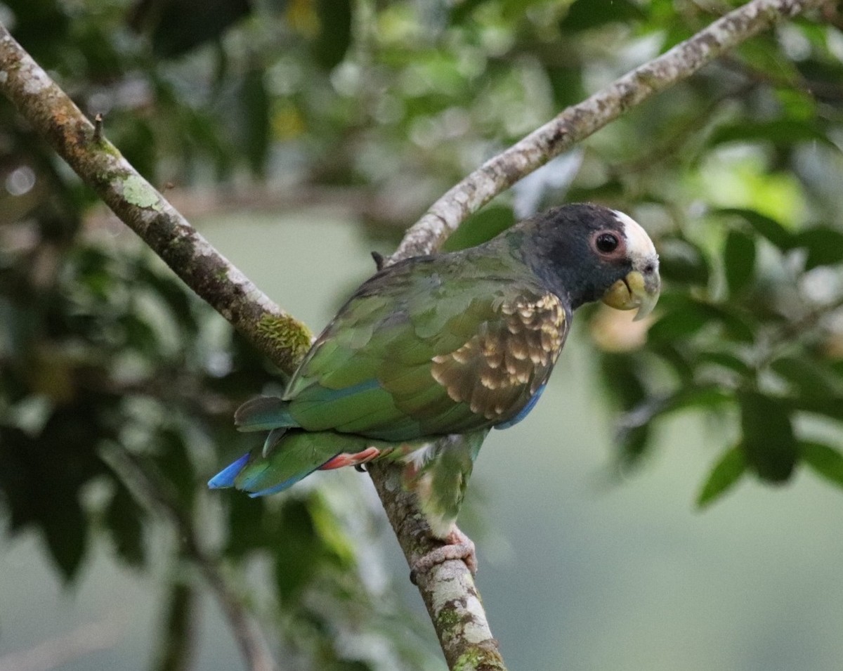 White-crowned Parrot - Megan Taylor