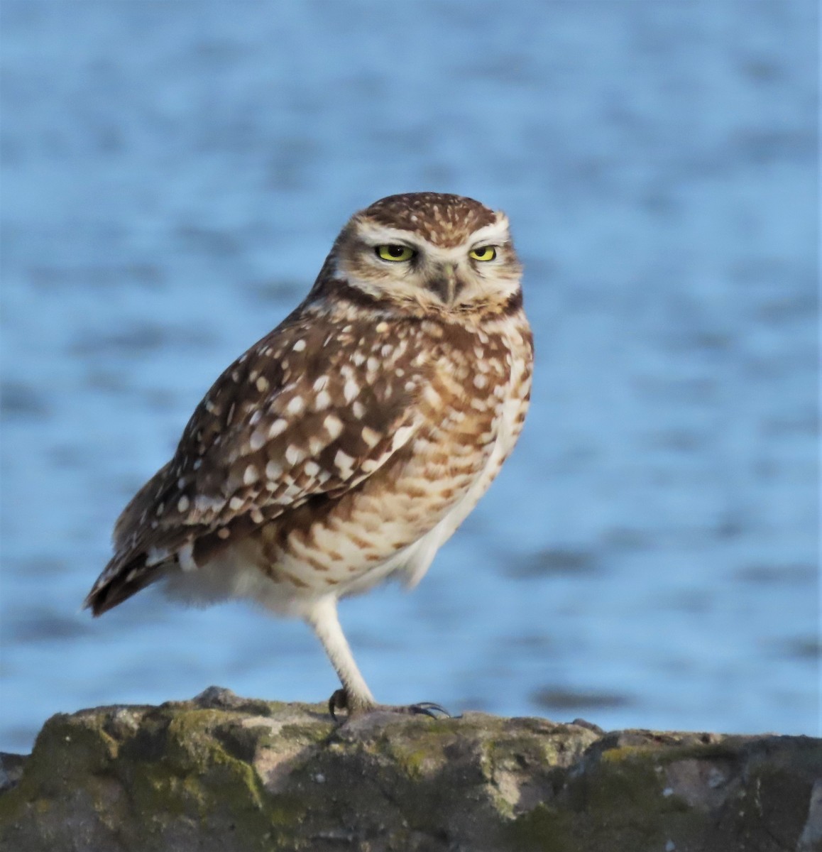 Burrowing Owl - Elizabeth Lorenzo