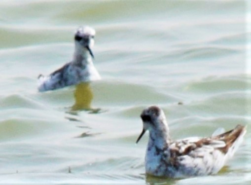 Wilson's Phalarope - ML360421741