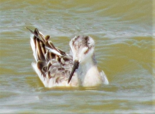 Wilson's Phalarope - ML360421751